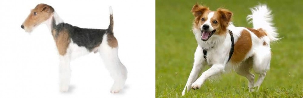 Kromfohrlander vs Fox Terrier - Breed Comparison