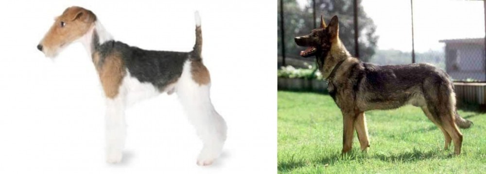 Kunming Dog vs Fox Terrier - Breed Comparison