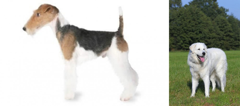 Kuvasz vs Fox Terrier - Breed Comparison