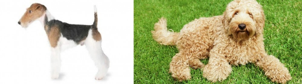 Labradoodle vs Fox Terrier - Breed Comparison