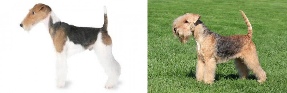 Lakeland Terrier vs Fox Terrier - Breed Comparison