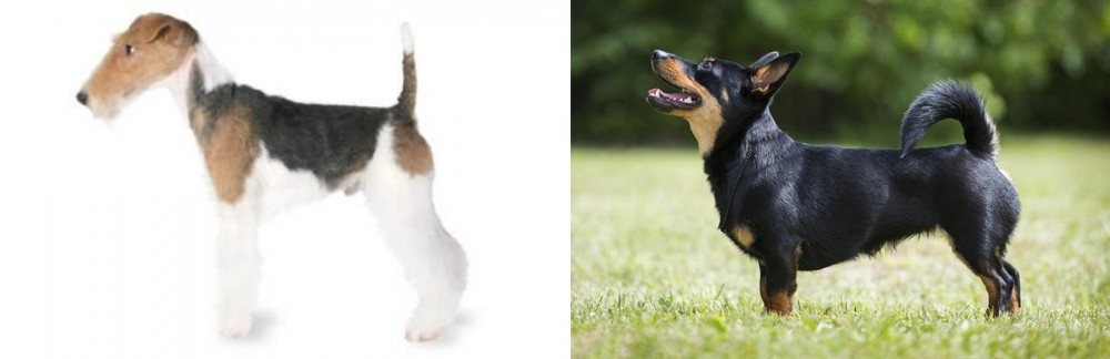Lancashire Heeler vs Fox Terrier - Breed Comparison