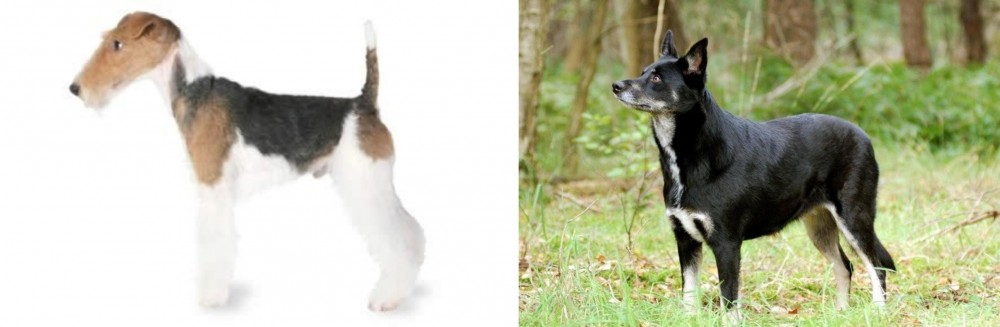 Lapponian Herder vs Fox Terrier - Breed Comparison