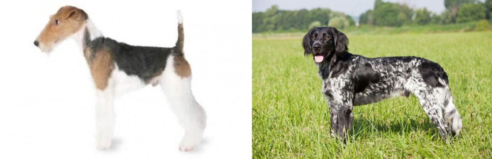 Large Munsterlander vs Fox Terrier - Breed Comparison