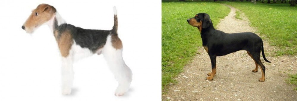 Latvian Hound vs Fox Terrier - Breed Comparison