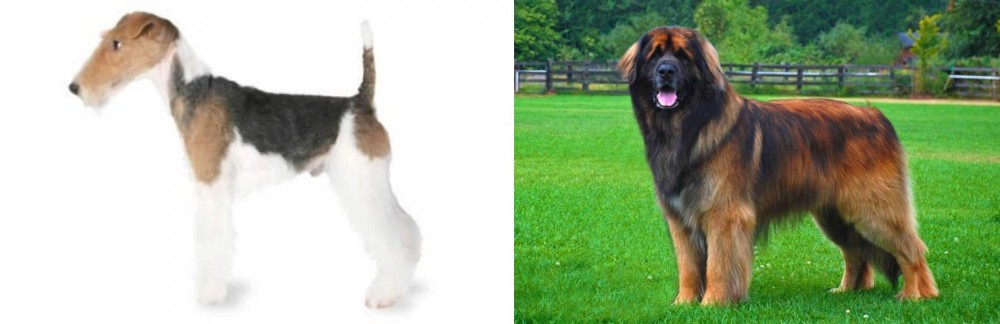 Leonberger vs Fox Terrier - Breed Comparison
