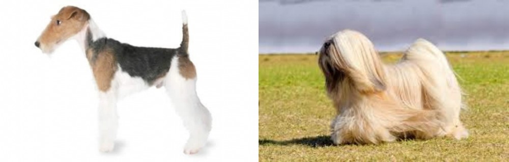 Lhasa Apso vs Fox Terrier - Breed Comparison