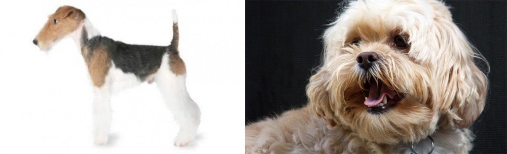 Lhasapoo vs Fox Terrier - Breed Comparison