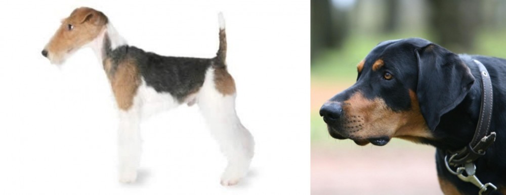 Lithuanian Hound vs Fox Terrier - Breed Comparison