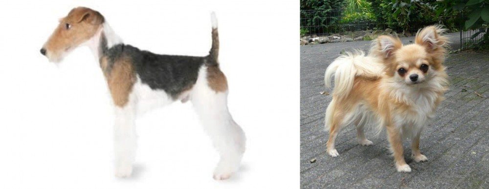 Long Haired Chihuahua vs Fox Terrier - Breed Comparison