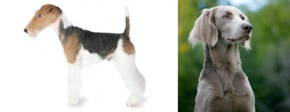 Longhaired Weimaraner vs Fox Terrier - Breed Comparison