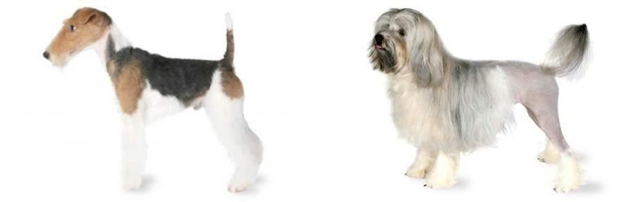 Lowchen vs Fox Terrier - Breed Comparison