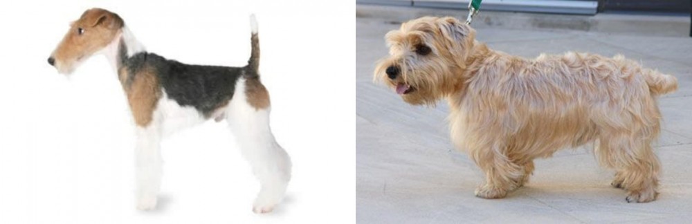 Lucas Terrier vs Fox Terrier - Breed Comparison