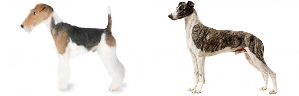 Magyar Agar vs Fox Terrier - Breed Comparison