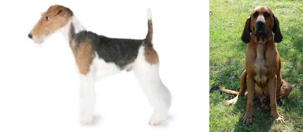 Majestic Tree Hound vs Fox Terrier - Breed Comparison