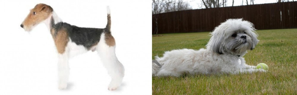 Mal-Shi vs Fox Terrier - Breed Comparison