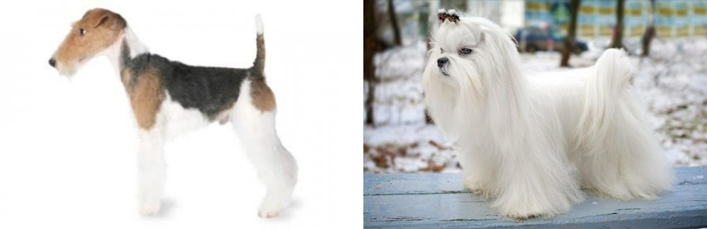 Maltese vs Fox Terrier - Breed Comparison