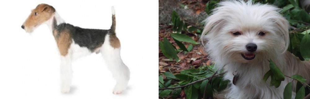 Malti-Pom vs Fox Terrier - Breed Comparison
