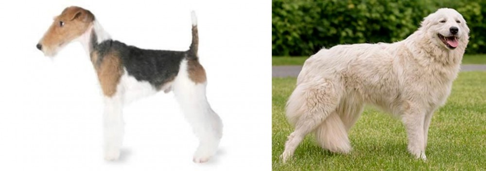 Maremma Sheepdog vs Fox Terrier - Breed Comparison