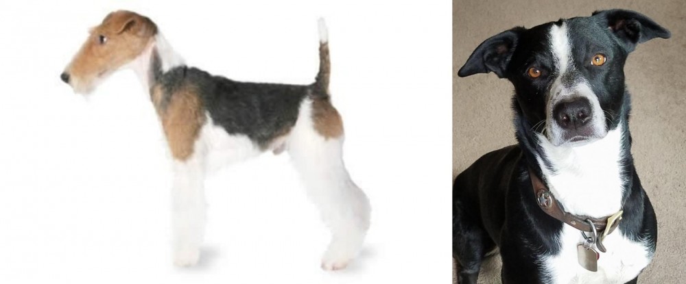 McNab vs Fox Terrier - Breed Comparison