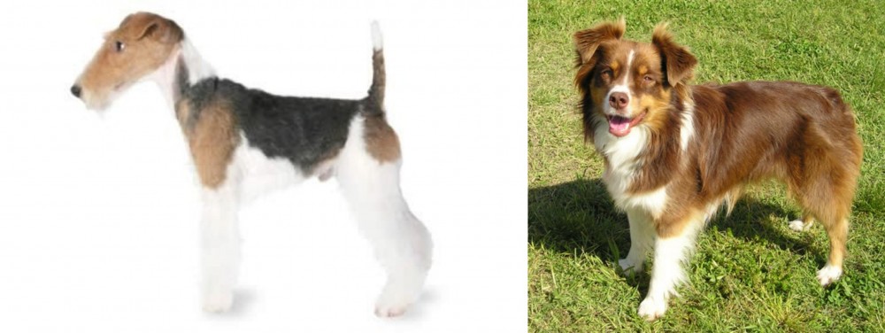 Miniature Australian Shepherd vs Fox Terrier - Breed Comparison