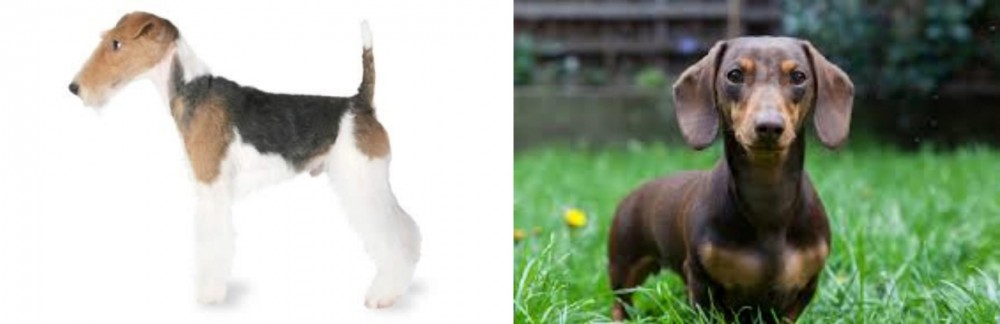 Miniature Dachshund vs Fox Terrier - Breed Comparison