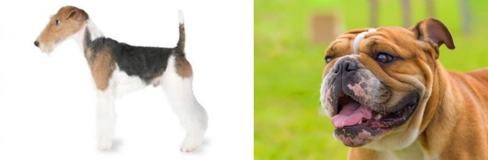 Miniature English Bulldog vs Fox Terrier - Breed Comparison