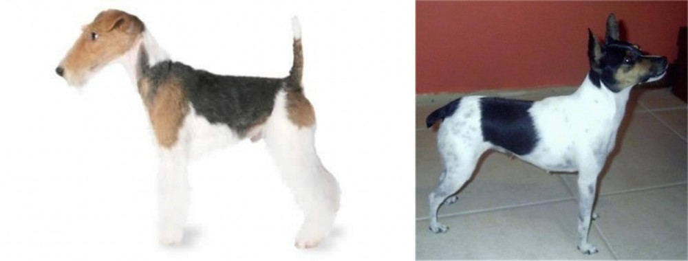Miniature Fox Terrier vs Fox Terrier - Breed Comparison
