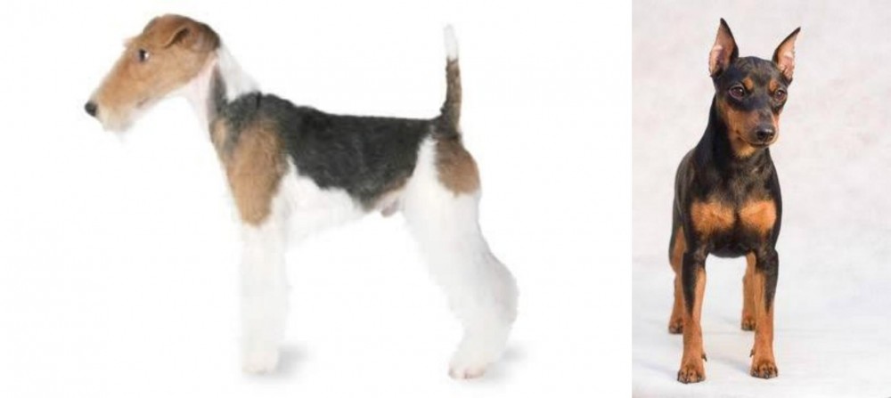 Miniature Pinscher vs Fox Terrier - Breed Comparison