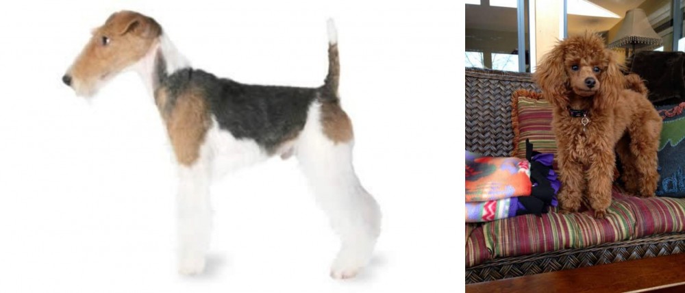 Miniature Poodle vs Fox Terrier - Breed Comparison