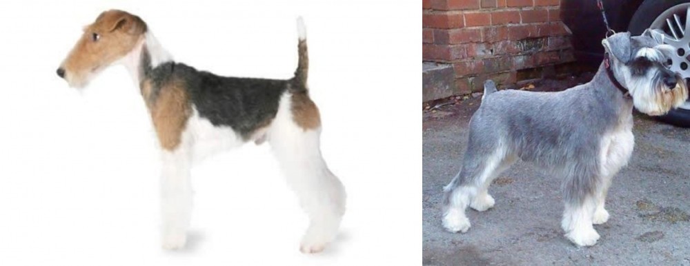 Miniature Schnauzer vs Fox Terrier - Breed Comparison