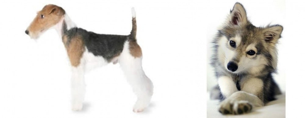 Miniature Siberian Husky vs Fox Terrier - Breed Comparison