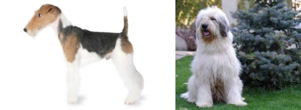 Mioritic Sheepdog vs Fox Terrier - Breed Comparison