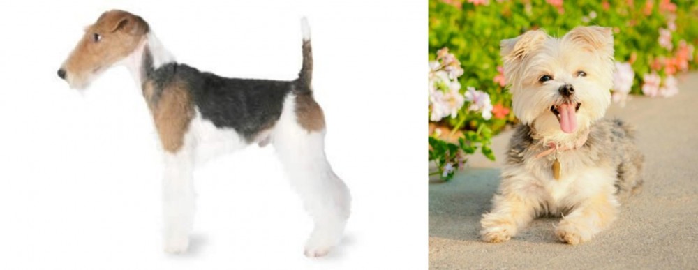 Morkie vs Fox Terrier - Breed Comparison