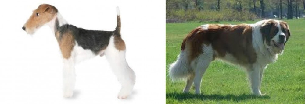 Moscow Watchdog vs Fox Terrier - Breed Comparison