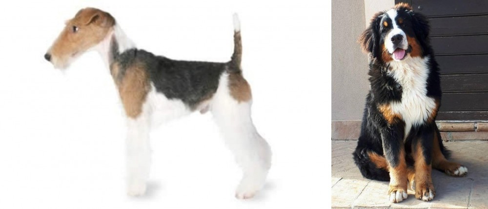 Mountain Burmese vs Fox Terrier - Breed Comparison