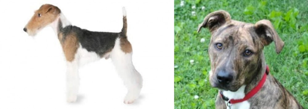 Mountain Cur vs Fox Terrier - Breed Comparison
