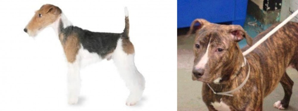 Mountain View Cur vs Fox Terrier - Breed Comparison
