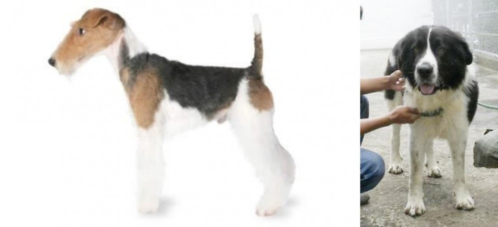 Mucuchies vs Fox Terrier - Breed Comparison