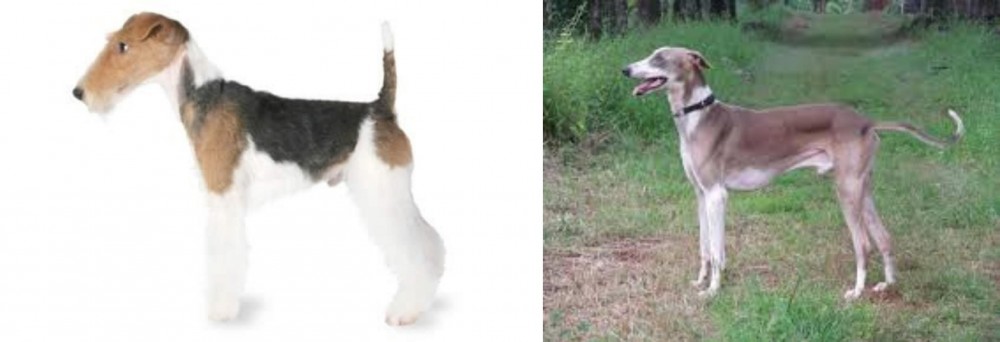 Mudhol Hound vs Fox Terrier - Breed Comparison
