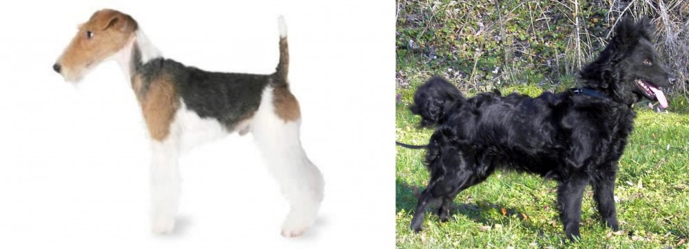 Mudi vs Fox Terrier - Breed Comparison