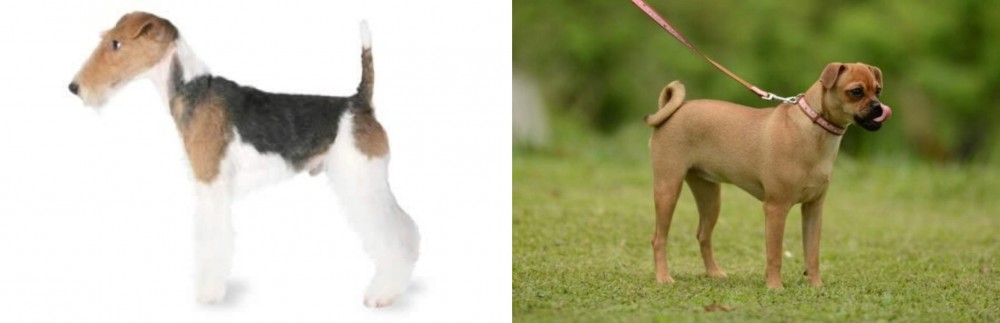 Muggin vs Fox Terrier - Breed Comparison