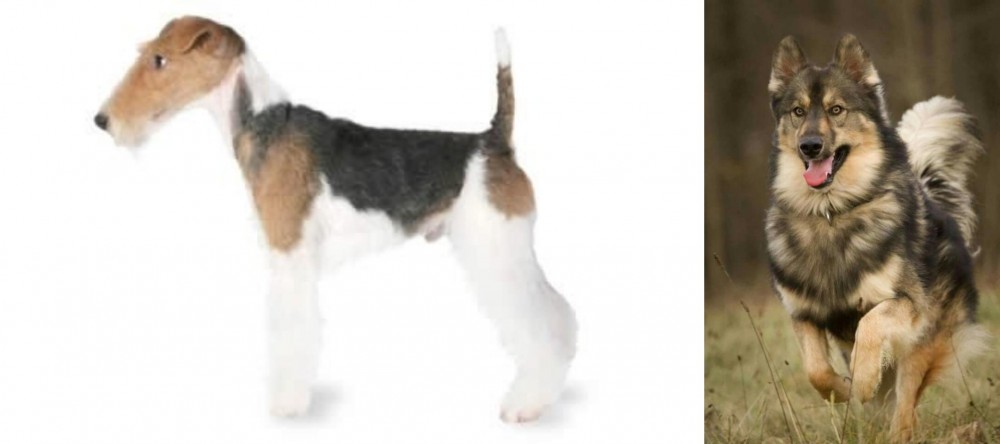 Native American Indian Dog vs Fox Terrier - Breed Comparison
