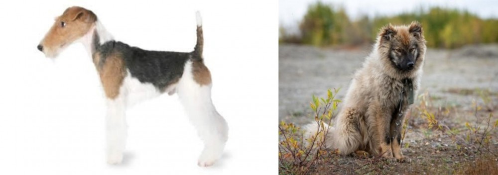 Nenets Herding Laika vs Fox Terrier - Breed Comparison