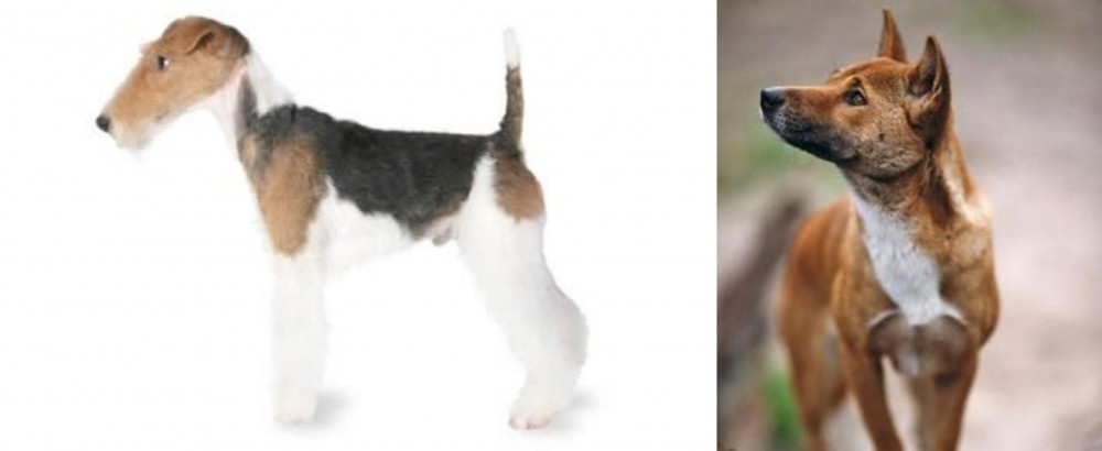 New Guinea Singing Dog vs Fox Terrier - Breed Comparison