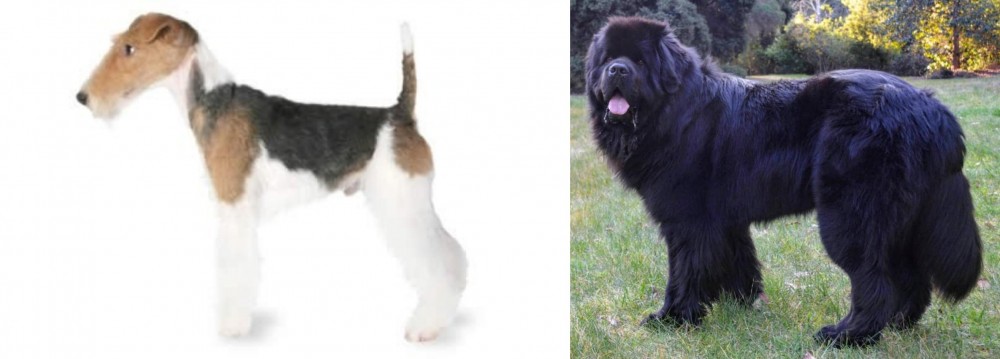 Newfoundland Dog vs Fox Terrier - Breed Comparison