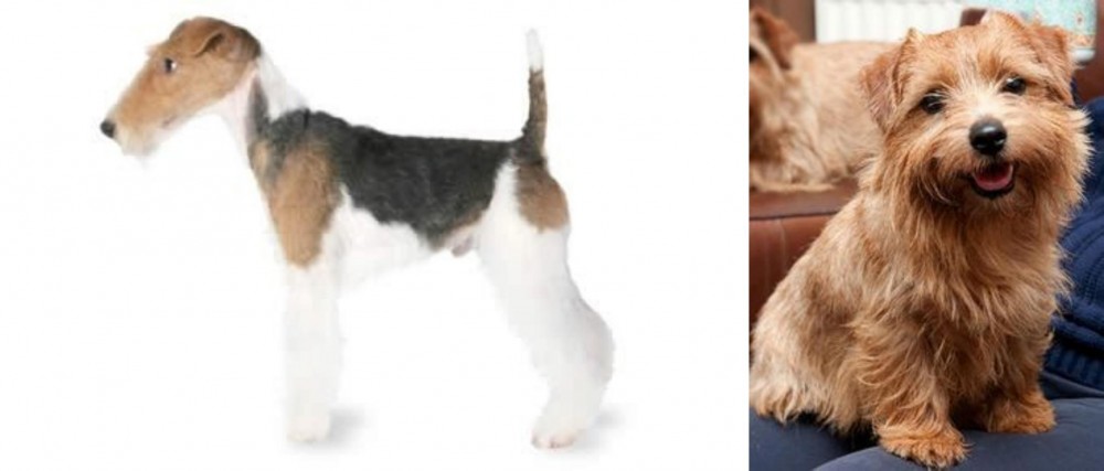 Norfolk Terrier vs Fox Terrier - Breed Comparison