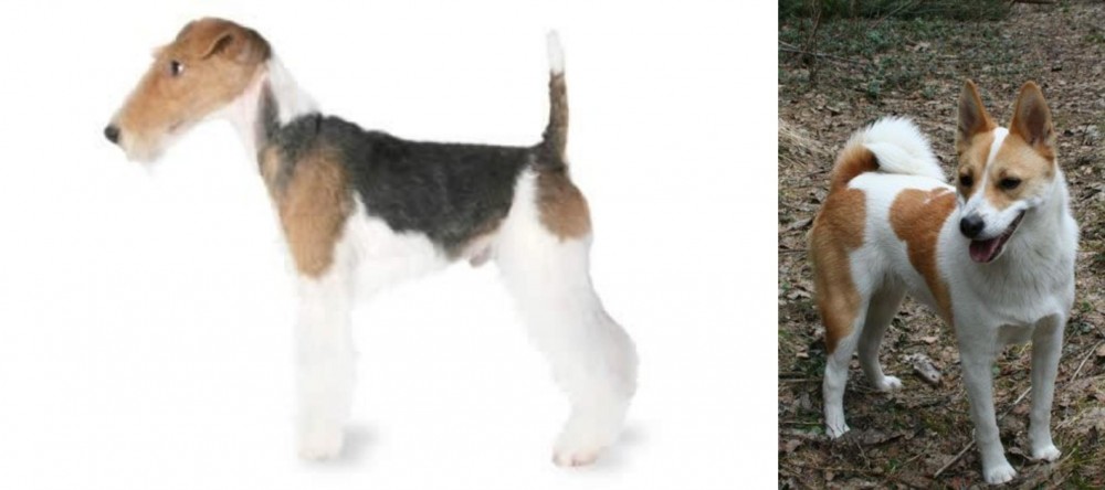 Norrbottenspets vs Fox Terrier - Breed Comparison
