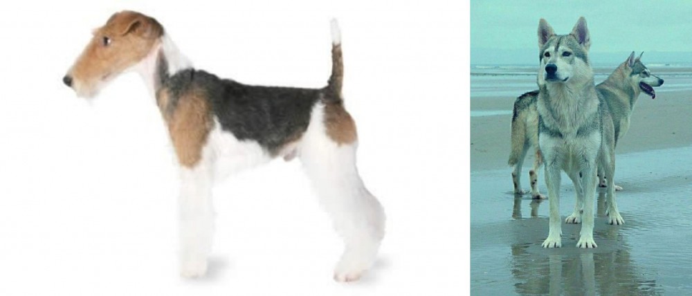 Northern Inuit Dog vs Fox Terrier - Breed Comparison