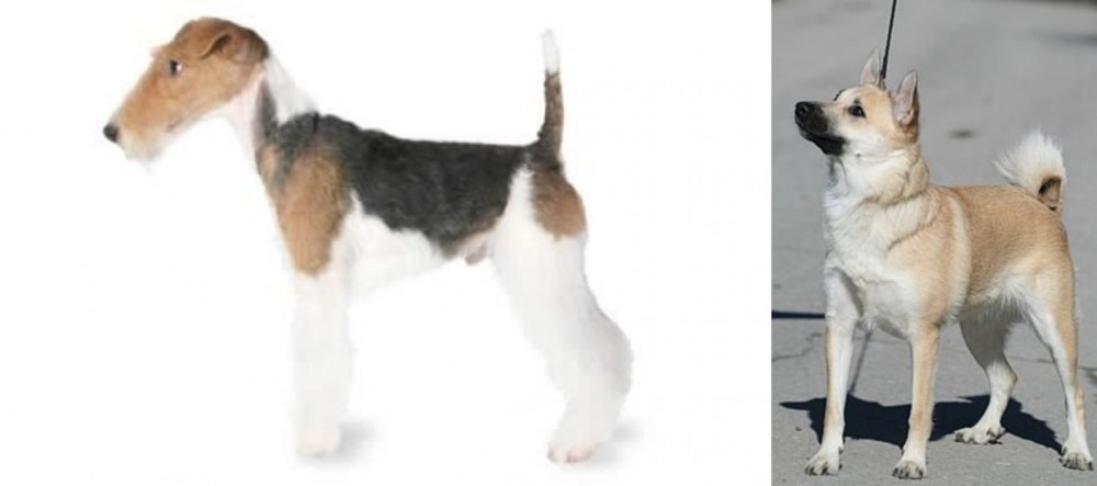 Norwegian Buhund vs Fox Terrier - Breed Comparison